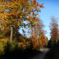 Waldnaabtal im Herbst