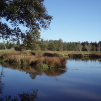 teich
